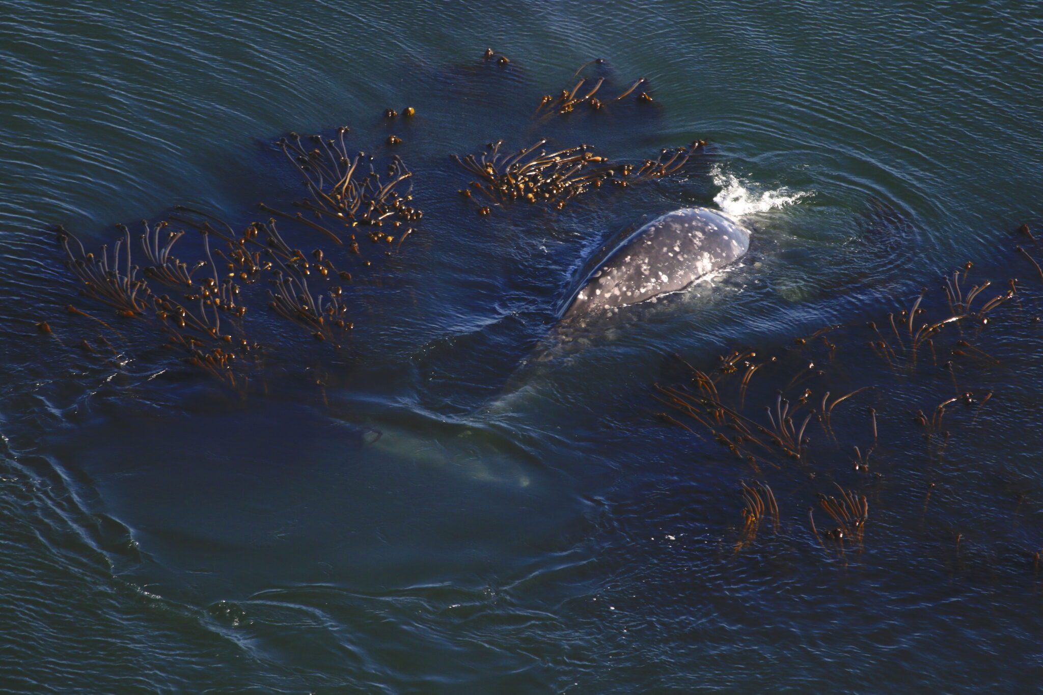 IndividuWhale – Meet the whales of the PNW