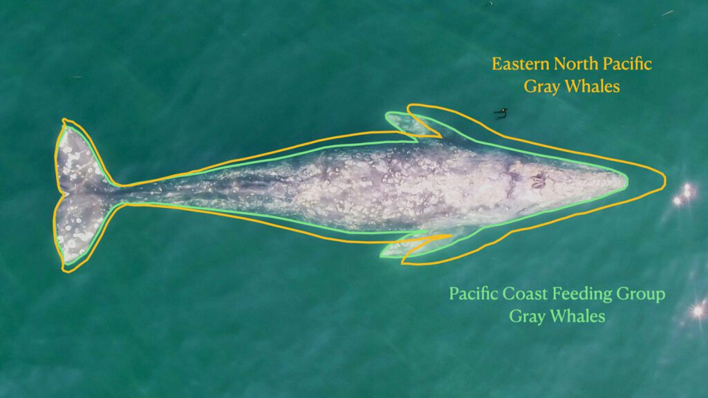 comparison chart of pacific and eastern groups of gray whales