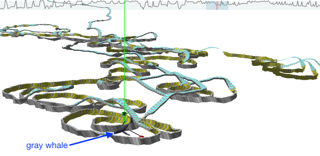 track plot of a gray whale