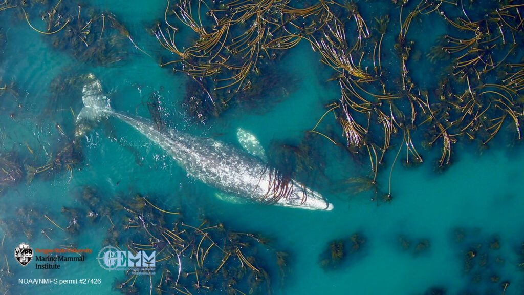 gray whale as seen from drone